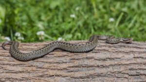 Read more about the article Adder underpasses: Wildlife trust pioneers UK’s first use on roads