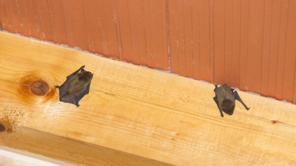 Read more about the article Contractor fined after bats attack housing tenant